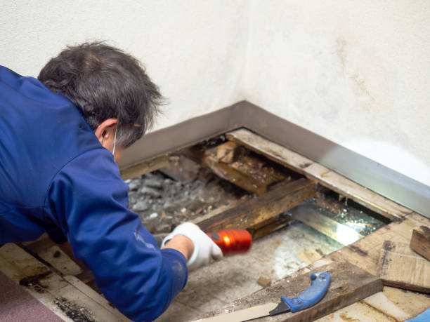 Best Mold Testing  in Eidson Road, TX