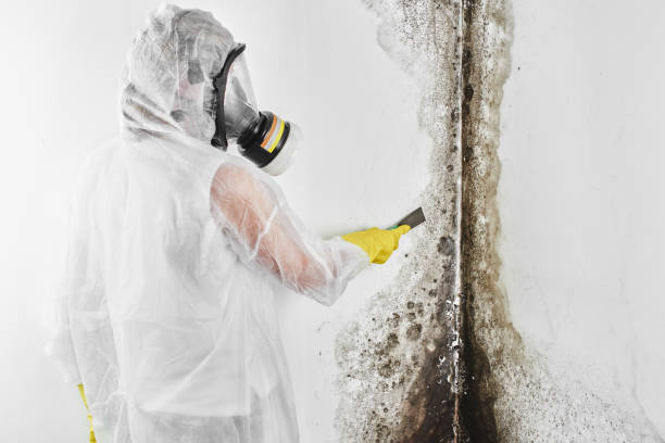 Best Toxic Mold Removal  in Eidson Road, TX