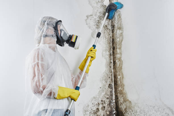 Best Home Mold Removal  in Eidson Road, TX