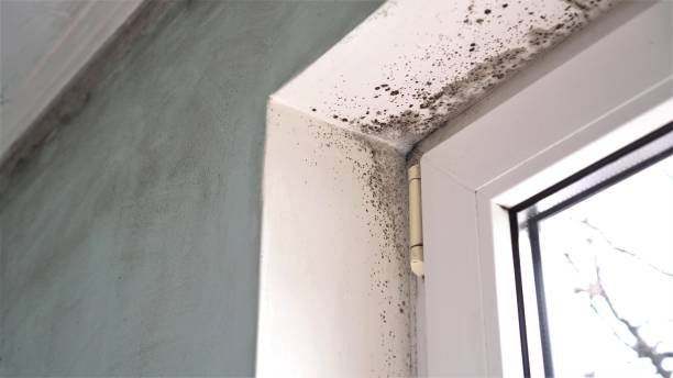 Best Toxic Mold Removal  in Eidson Road, TX