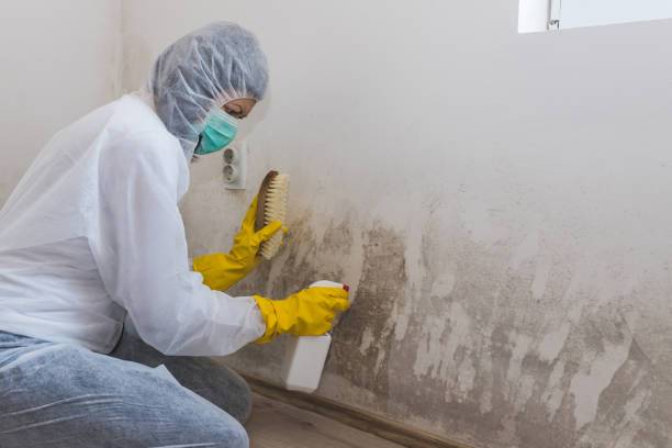 Best Mold Damage Repair  in Eidson Road, TX
