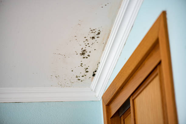 Best Mold Removal Near Me  in Eidson Road, TX