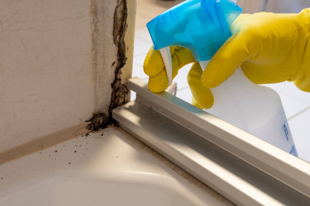 Best Affordable Mold Removal  in Eidson Road, TX