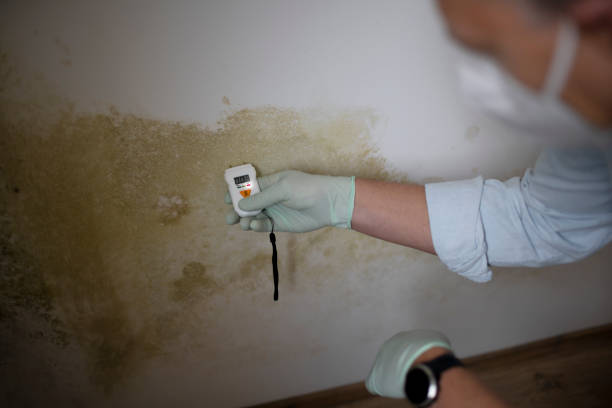 Best Local Mold Removal Service  in Eidson Road, TX
