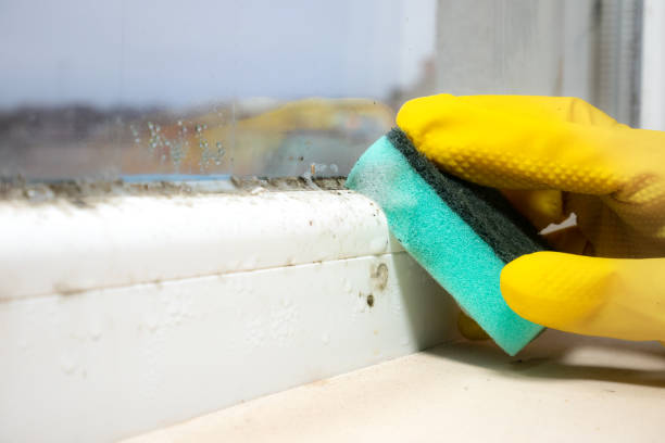 Best Residential Mold Removal  in Eidson Road, TX