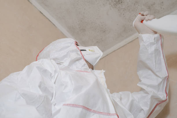 Best Black Mold Removal  in Eidson Road, TX