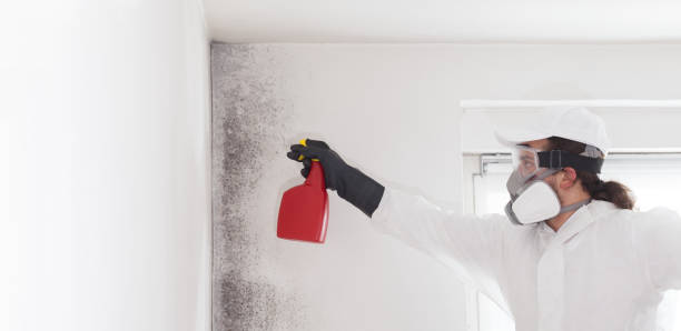 Best Professional Mold Removal  in Eidson Road, TX