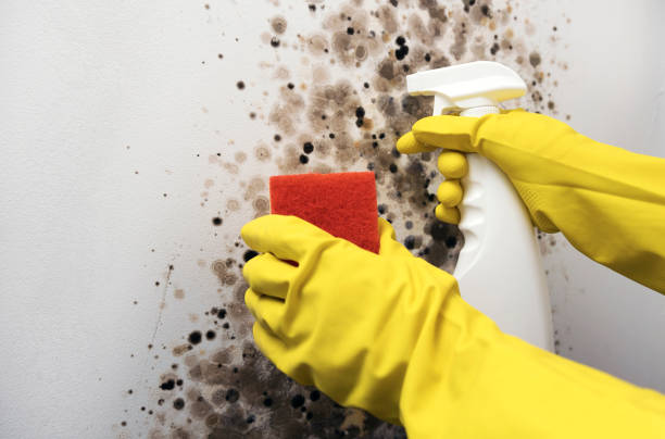 Best Professional Mold Removal  in Eidson Road, TX