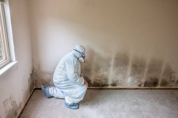 Mold Testing and Removal in Eidson Road, TX