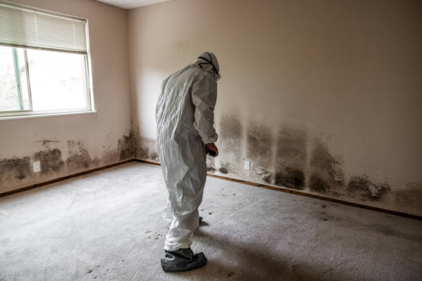 Best Mold Removal Company Near Me  in Eidson Road, TX