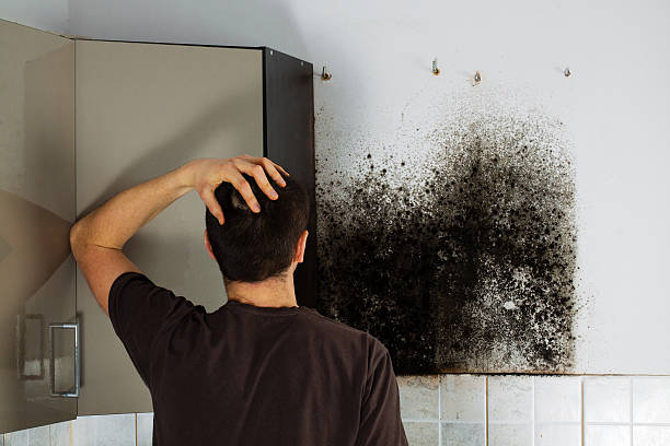 Best Local Mold Removal Service  in Eidson Road, TX