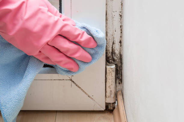 Best Local Mold Removal Service  in Eidson Road, TX