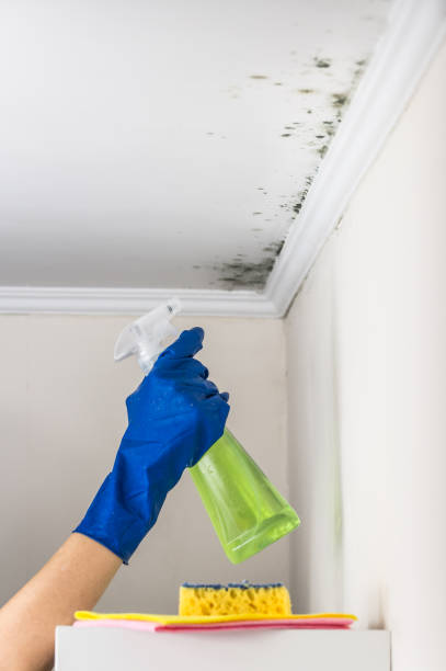 Best Commercial Mold Removal  in Eidson Road, TX