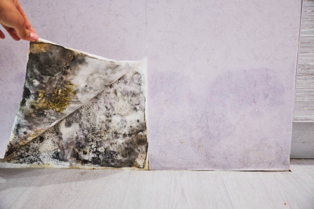 Best Local Mold Removal Service  in Eidson Road, TX